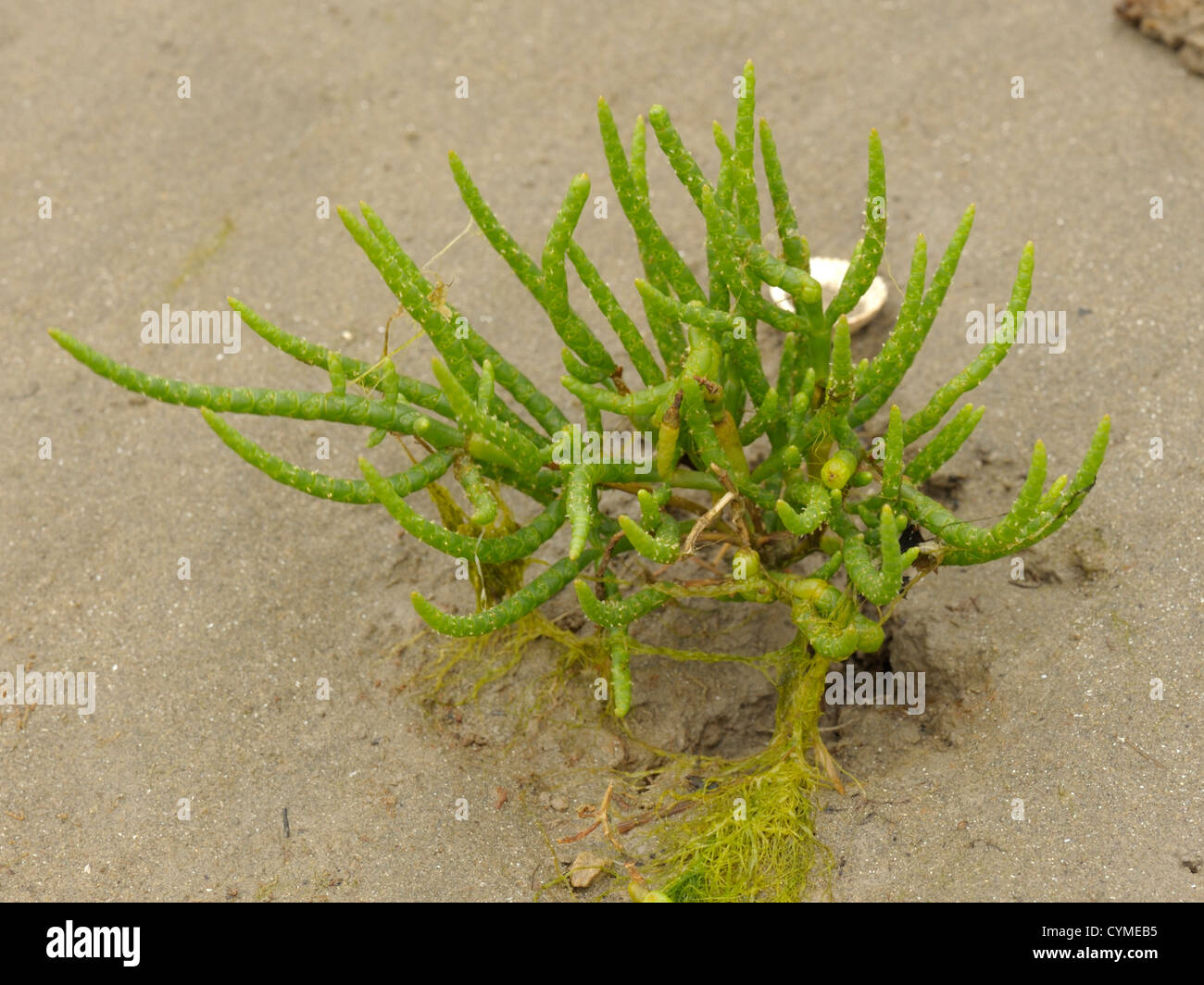 Long-spiked Glasswort, Salicornia dolichostachya or Salicornia procumbens agg. Stock Photo