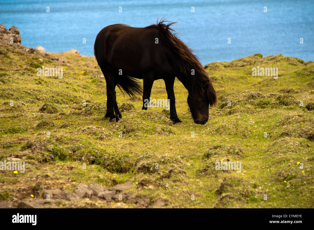 Black Horse, Iceland Stock Photo Alamy