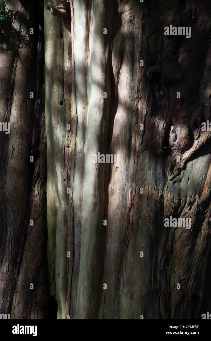 close up of tree bark in dappled light, knarled, textured,unusual growth Stock Photo