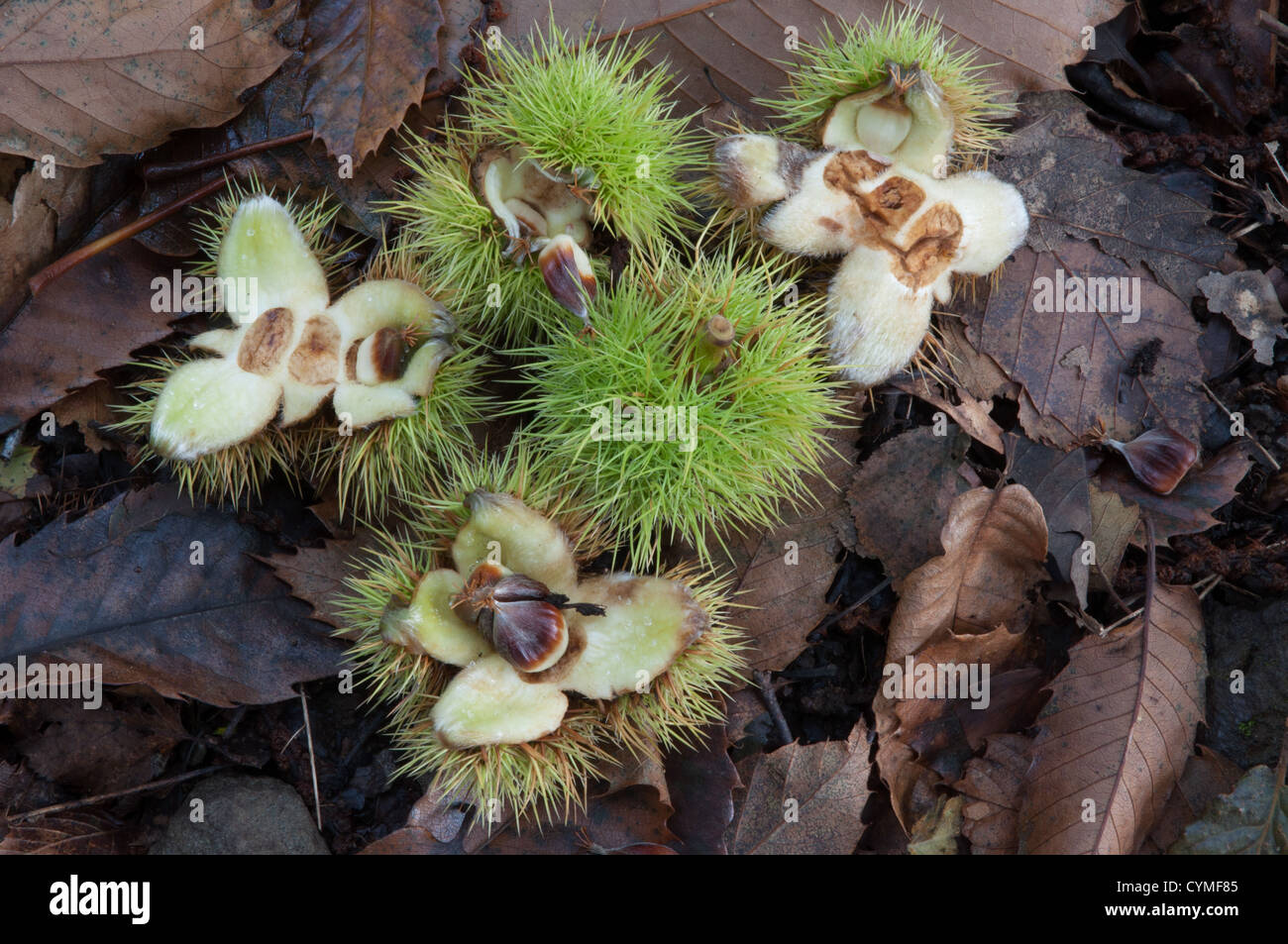 chestnuts open and closed on bed of leaves on forest floor in Autumn Stock Photo