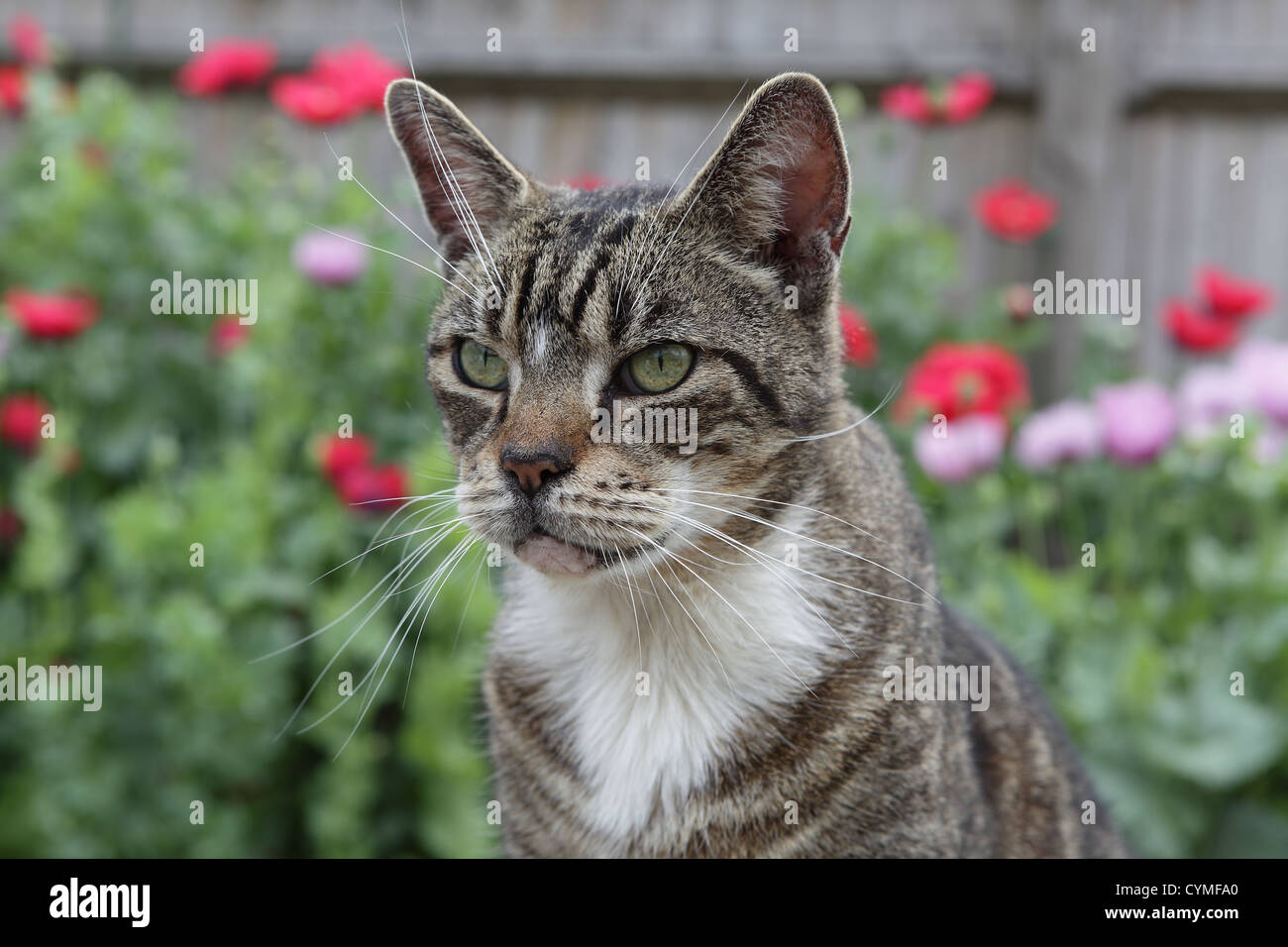 Old tabby cat looking pensive Stock Photo