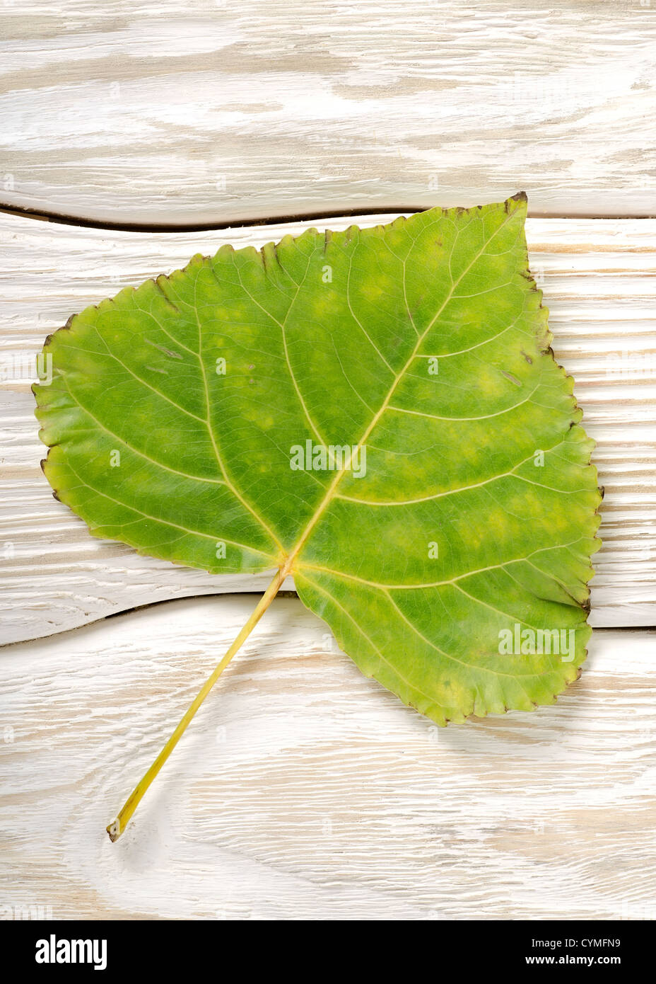  White poplar autumn hi-res stock photography and images - Alamy
