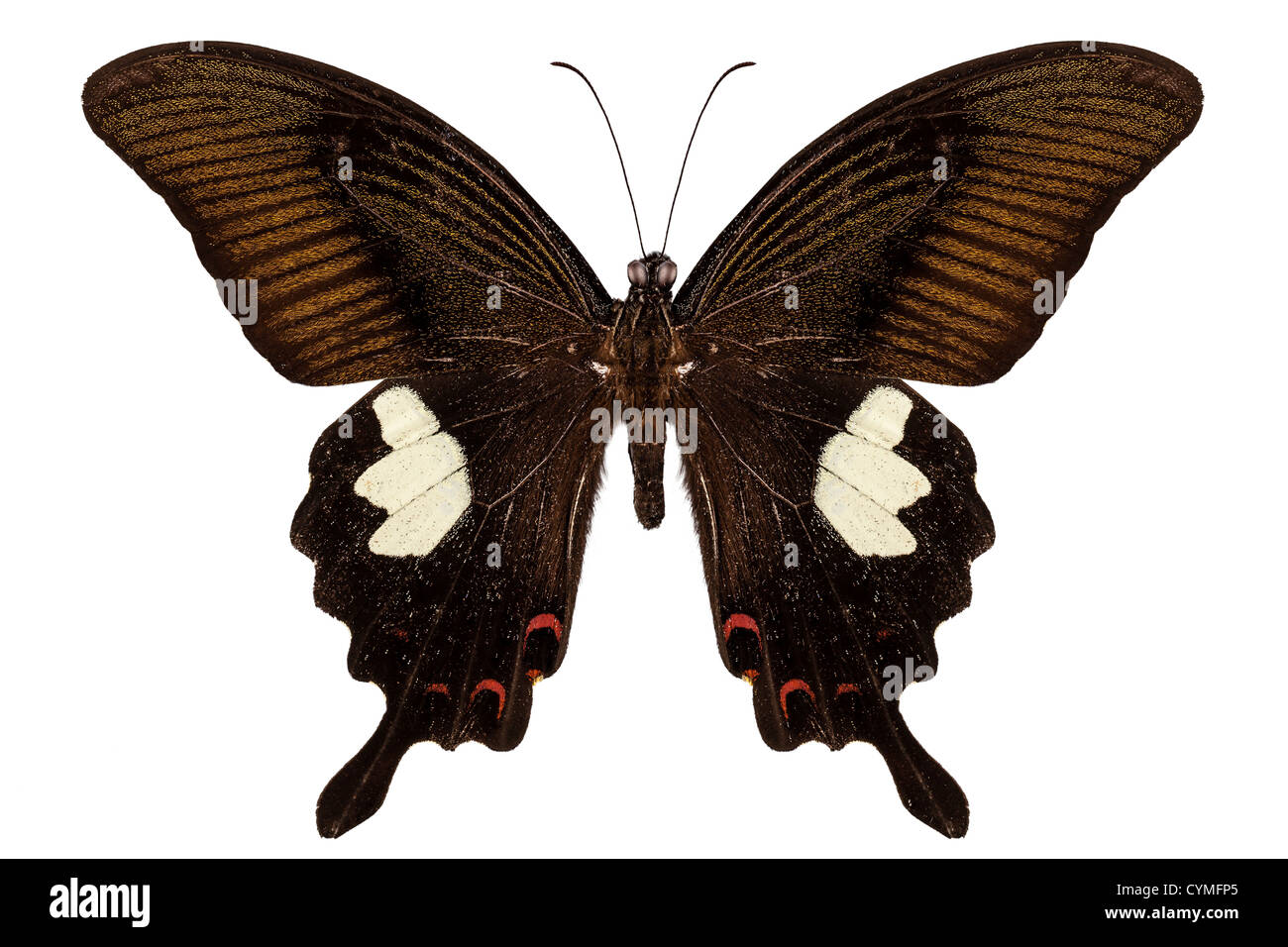 Black and brown butterfly species Papilio nephelus isolated on white background Stock Photo