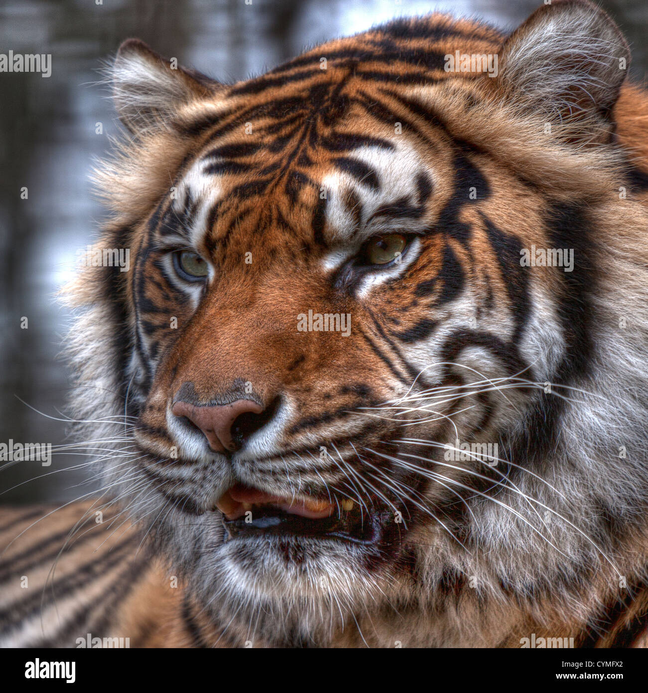 Sumatran Tiger, safer in a Zoo than its natural Asian Habitat, now