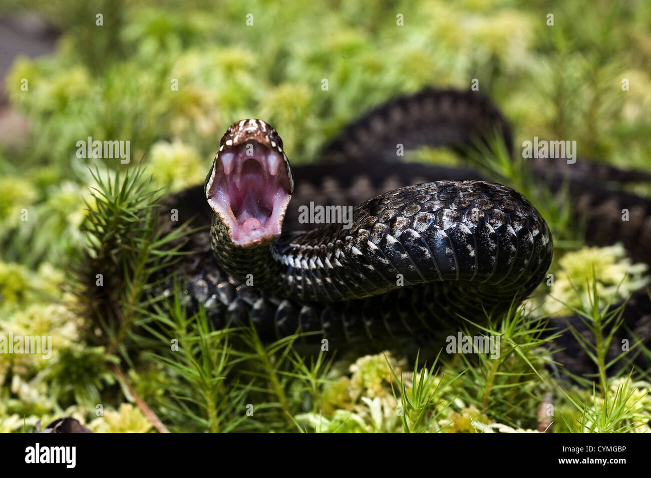 Viper with open mouth Stock Photo