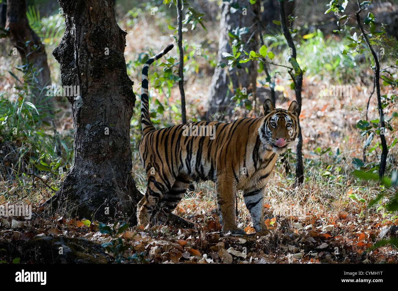 Bengal tiger. (Panthera tigris tigris ) Stock Photo