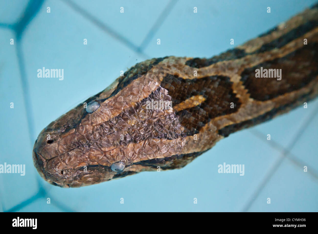 YADANA LABAMUNI HSU TAUNG PYE PAYA or the SNAKE PAGODA in PALEIK is famous for its sacred BURMESE PYTHONS - MANDALAY, MYANMAR Stock Photo