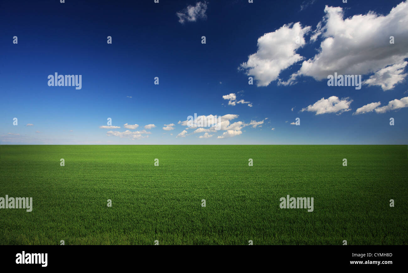 Lush green grass and a cool blue sky Stock Photo Alamy