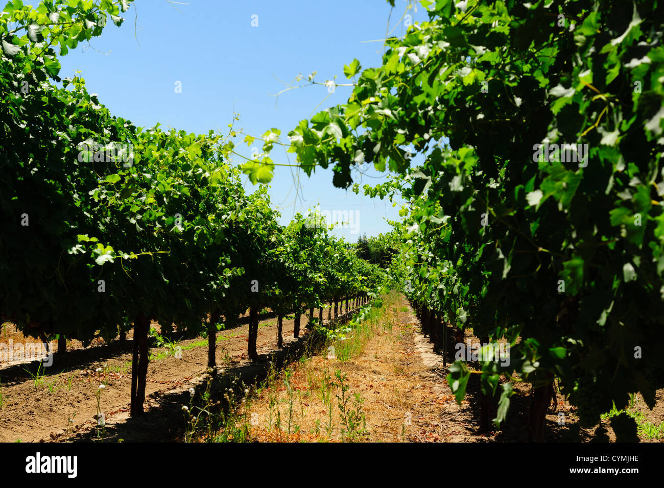 Lodi, inland from San Francisco, a small town in a wine growing area. Vines. Stock Photo