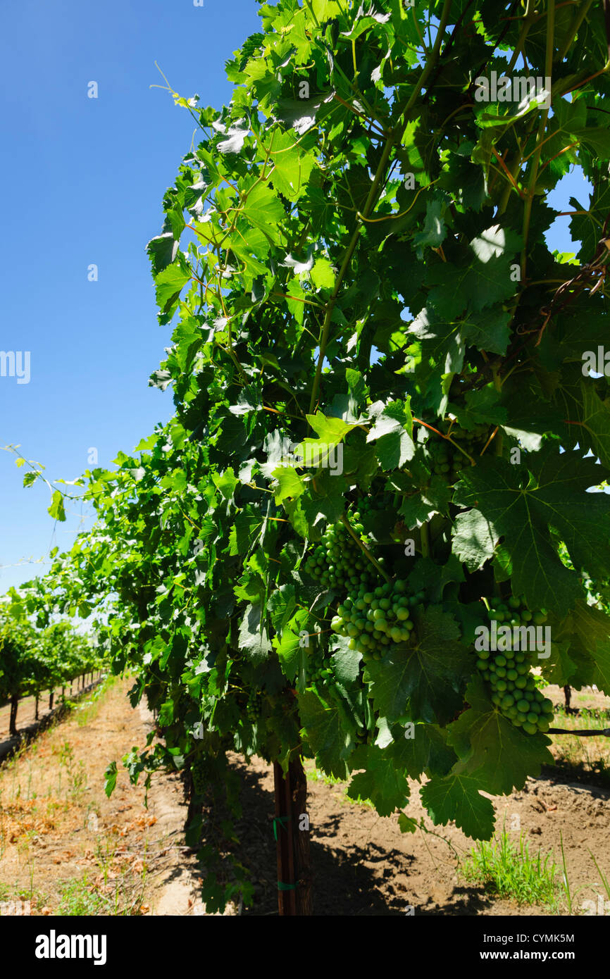 Lodi, inland from San Francisco, a small town in a wine growing area. Vines. Stock Photo