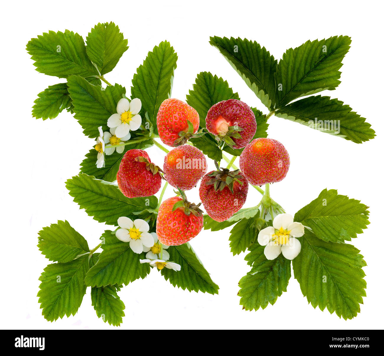 Leaves motive hires stock photography and images Alamy
