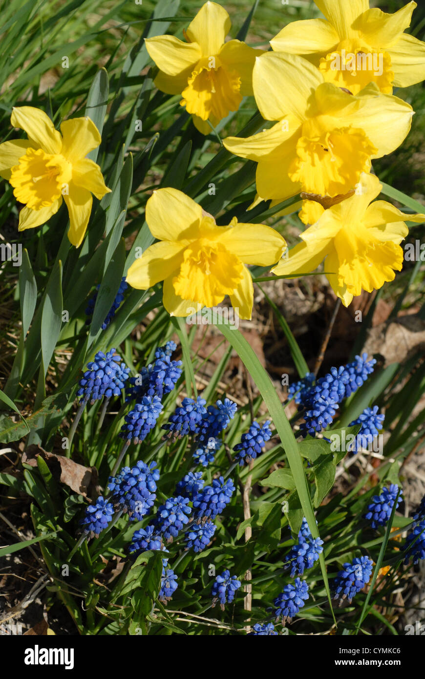 Daffodils and grape hyacinths hires stock photography and images Alamy