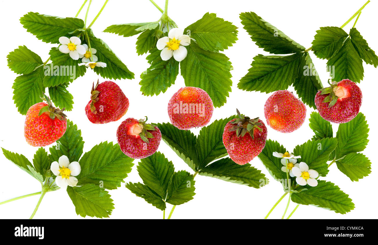 fresh strawberry leaves and fruits on white background Stock Photo
