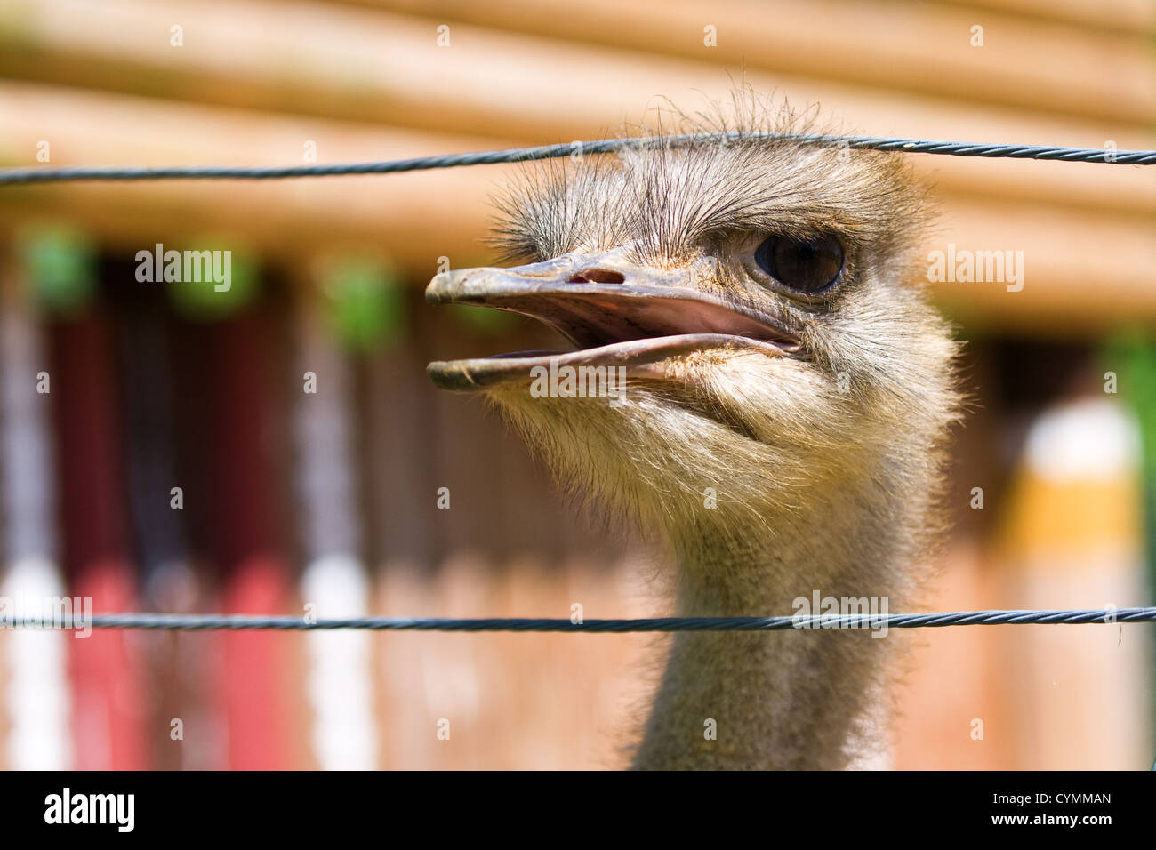 A colour photograph of an ostrich Stock Photo