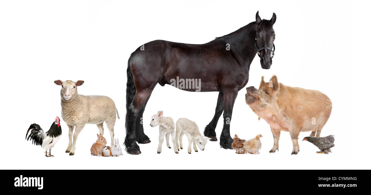 group of farm animals in front of a white background Stock Photo