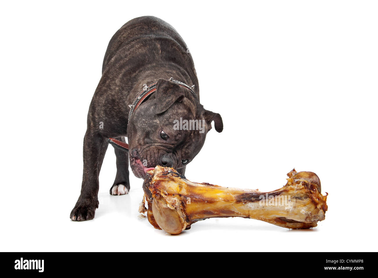 English Bulldog eating from a big bloody bone Stock Photo