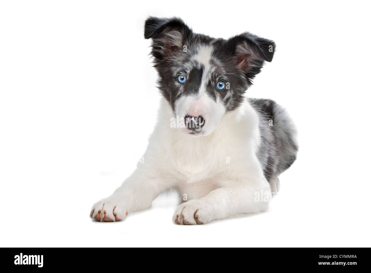 blue merle border collie puppy in front of a white background Stock Photo -  Alamy