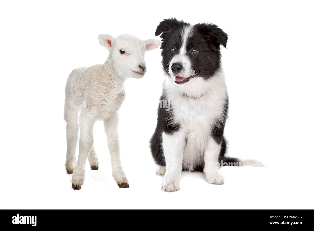 Lamb and a border collie puppy in front of a white background Stock Photo