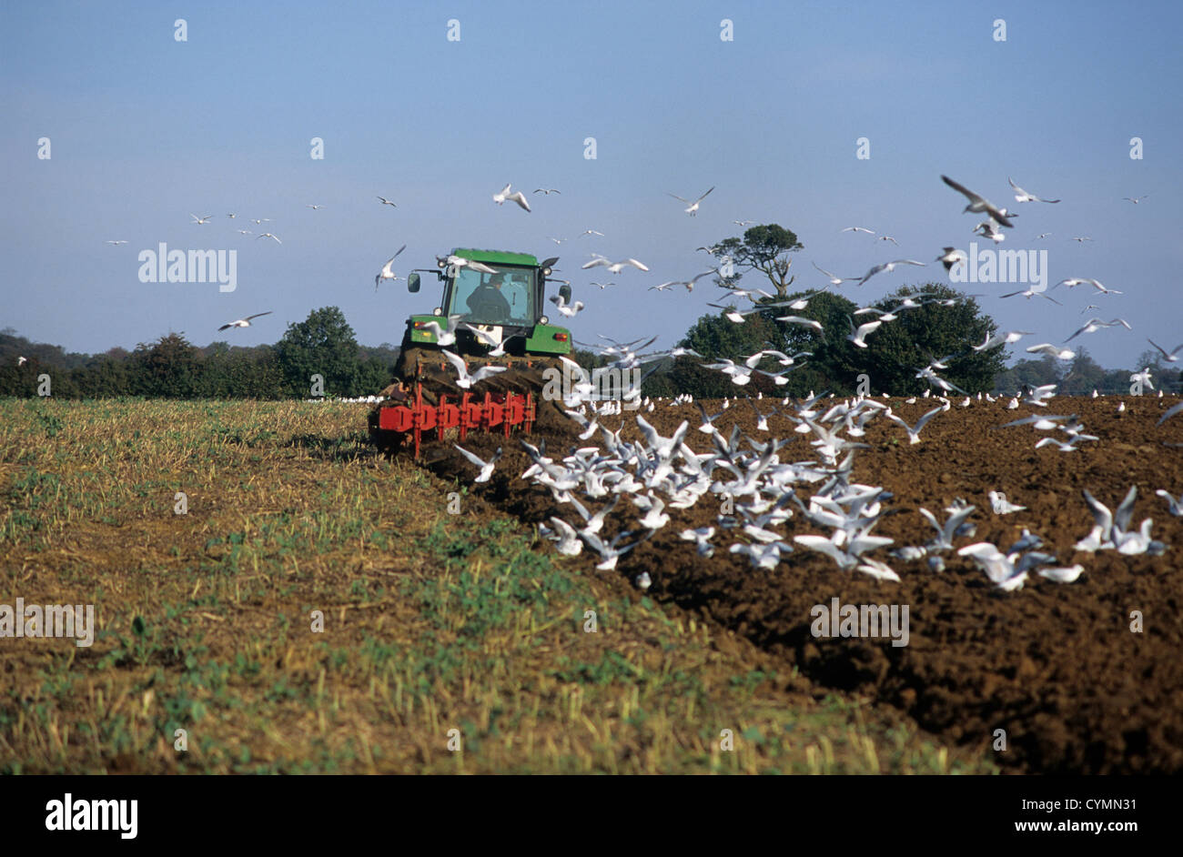 Agriculture - Scavaging seagules, ploughing. Stock Photo