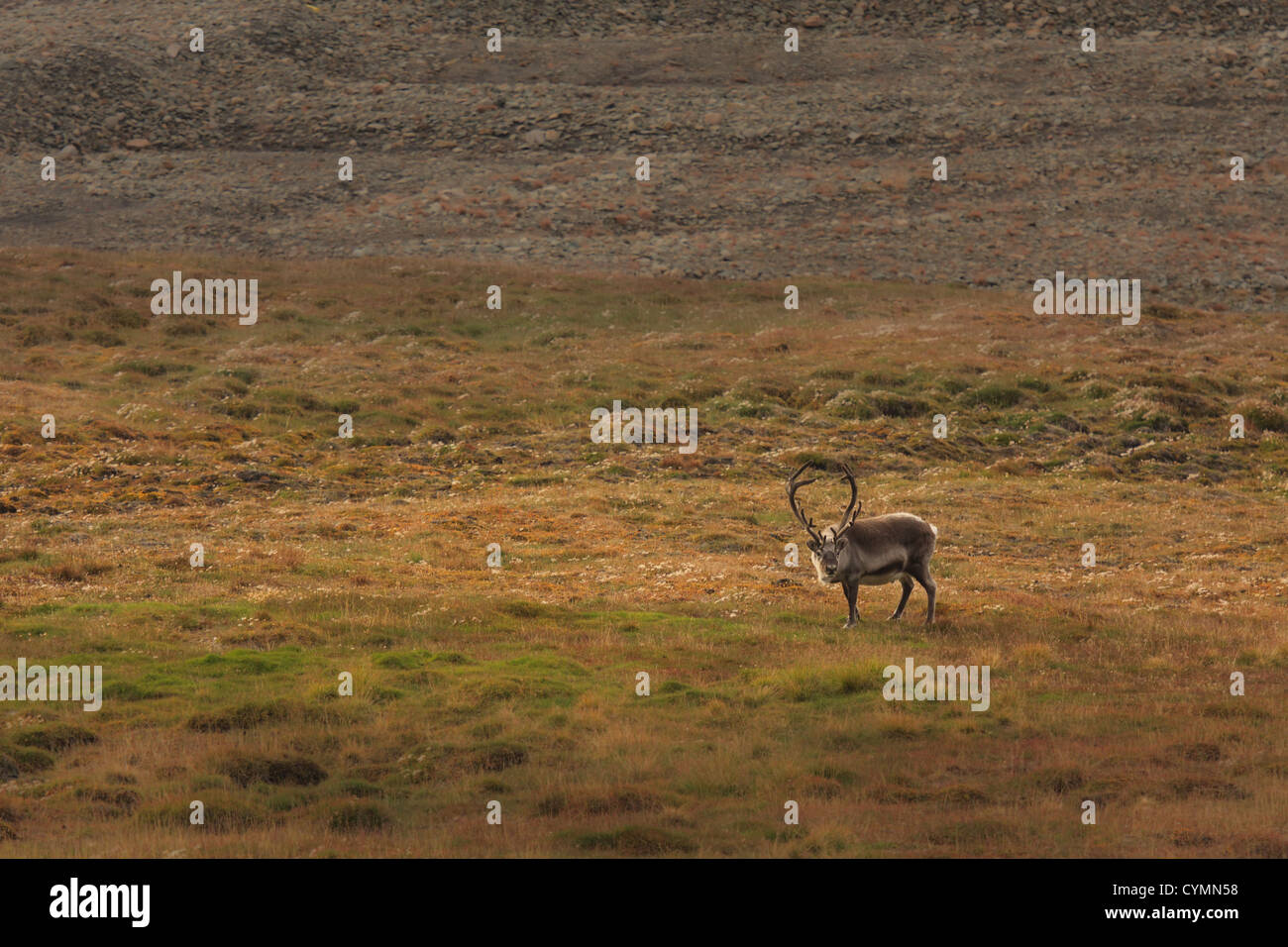 Lone elk in field.  Horizontally framed shot. Stock Photo