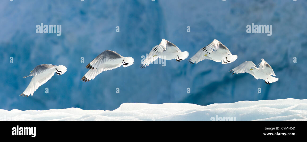 Seagull flying over snow.  Horizontally framed shot. Stock Photo