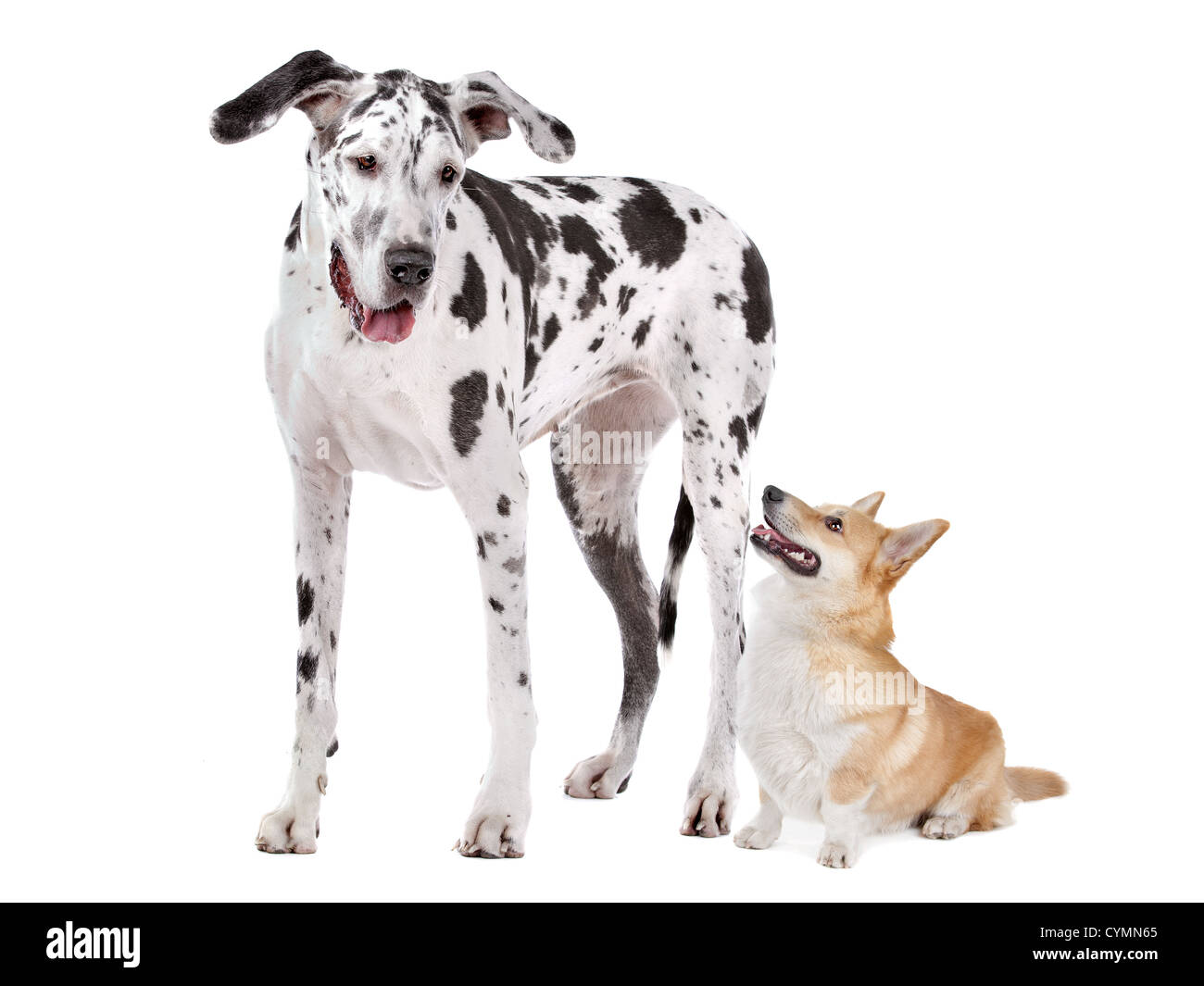 Harlequin Great Dane and aPembroke Welsh Corgi dog in front of a white background Stock Photo