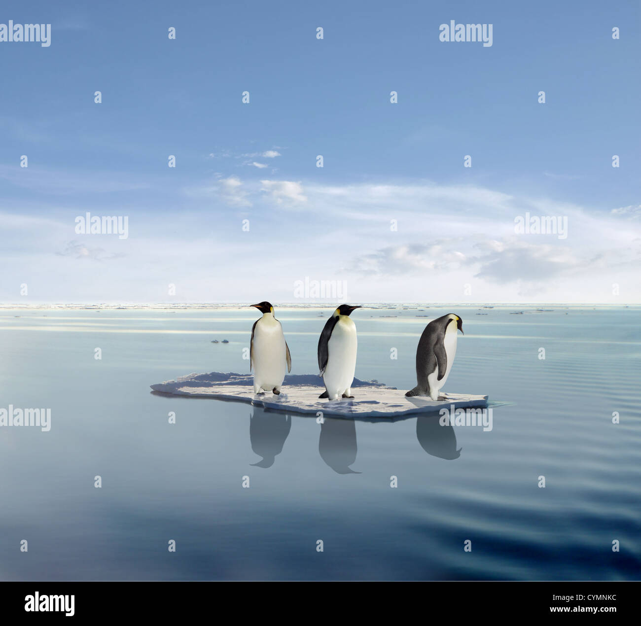 Three penguins on a melting ice floe Stock Photo Biology Diagrams