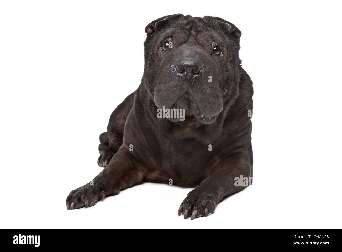 Shar-Pei in front of a white background Stock Photo