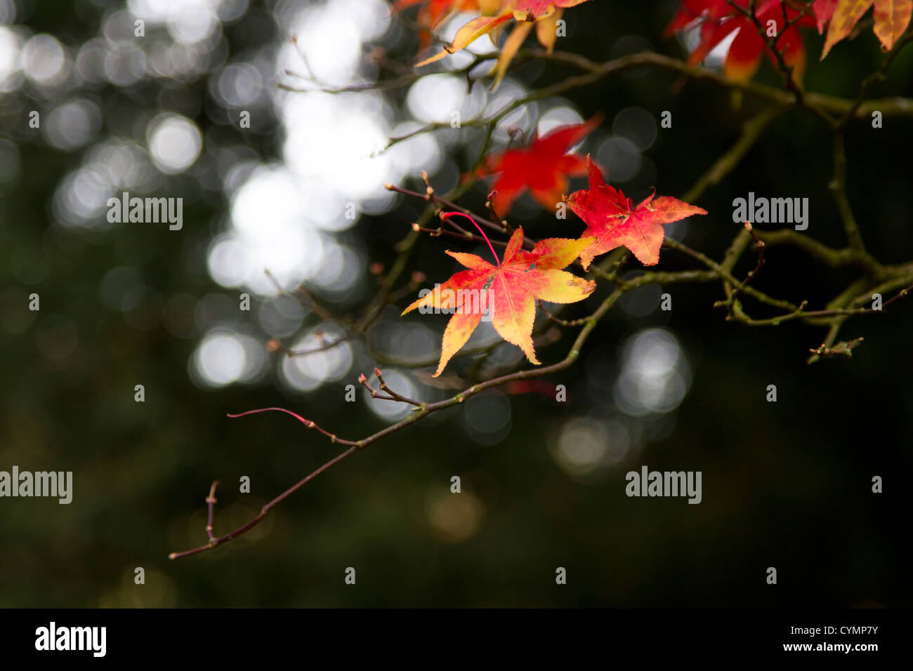 Autumn leaves on a blurred background Stock Photo - Alamy