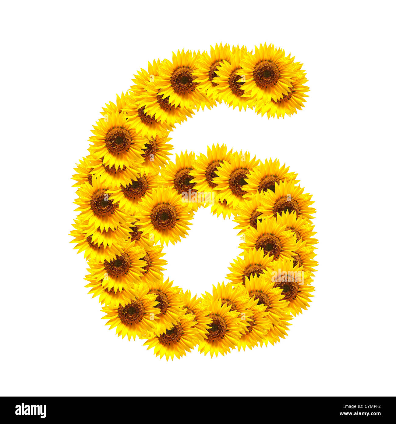 flower alphabet and numbers with sunflowers isolated on white