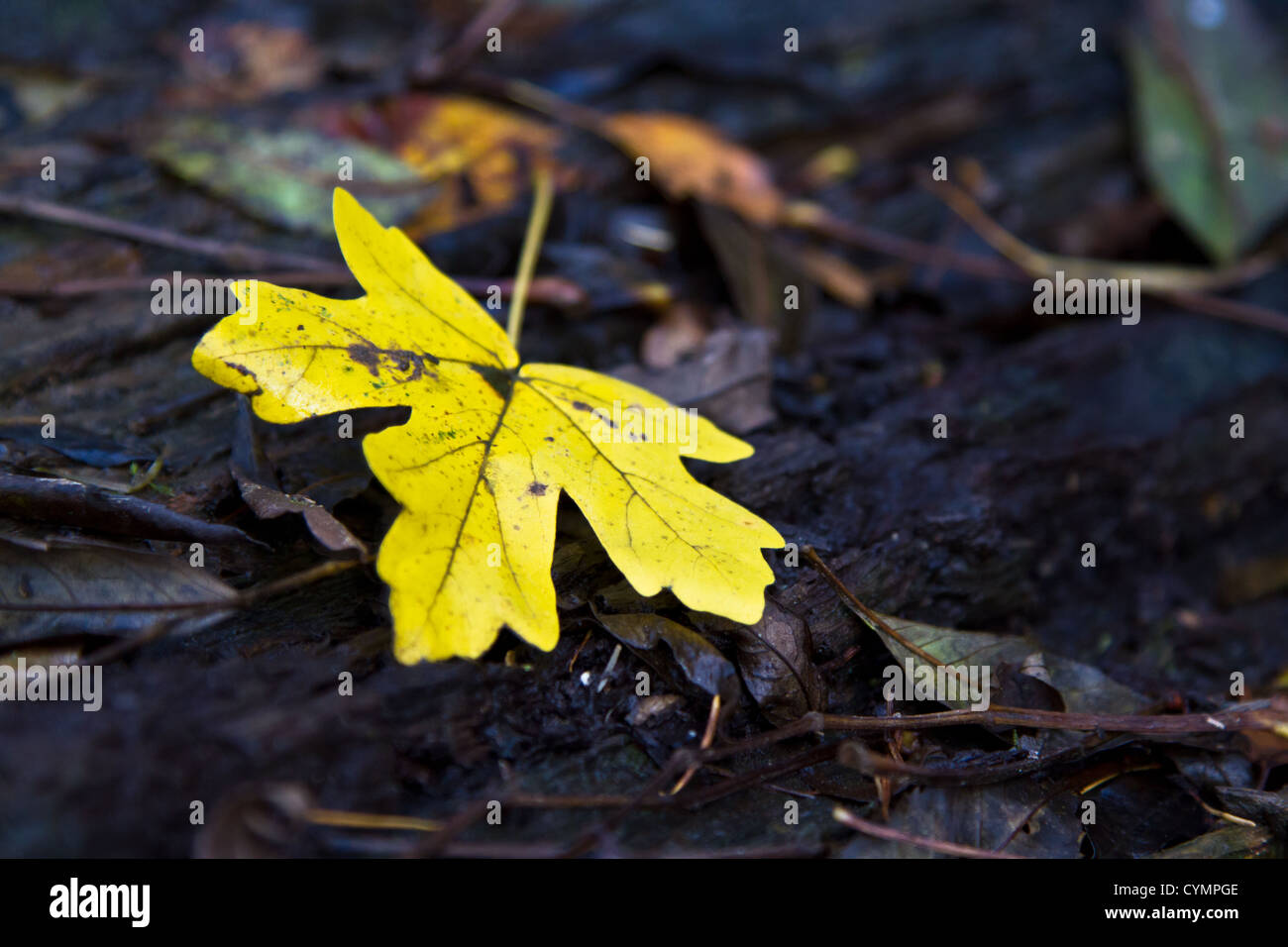 Yellow autumn leaf on black bark Stock Photo