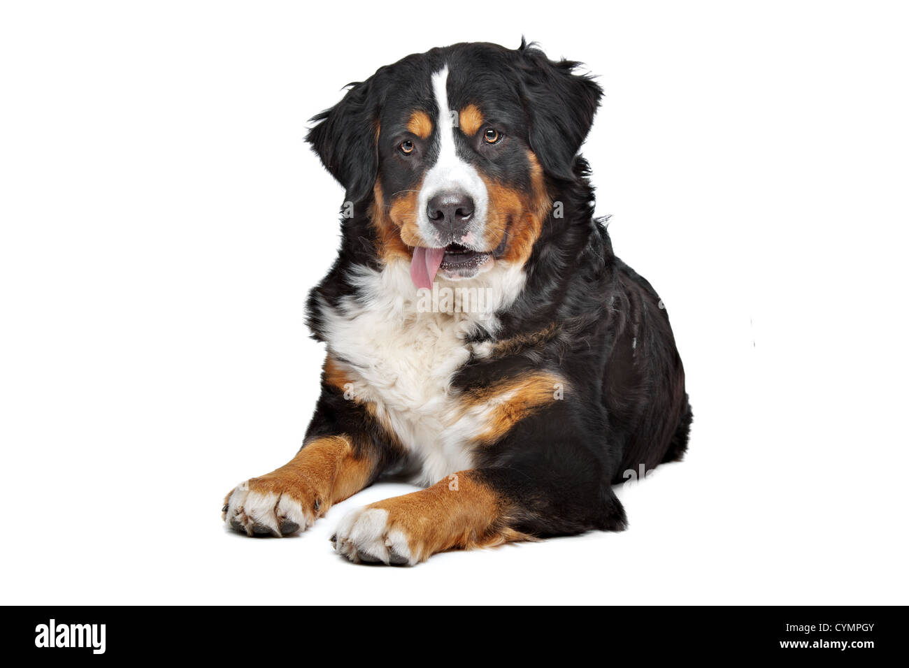 Bernese Mountain Dog in front of a white background Stock Photo - Alamy