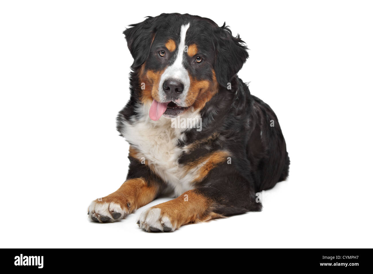 Bernese Mountain Dog in front of a white background Stock Photo - Alamy