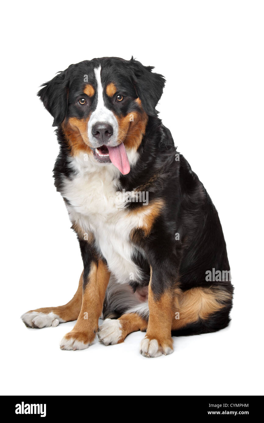 Bernese Mountain Dog in front of a white background Stock Photo - Alamy