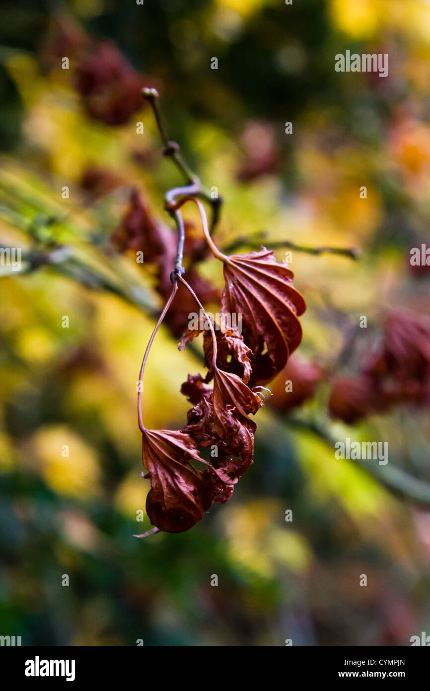Branch with withered leaf hi-res stock photography and images - Alamy