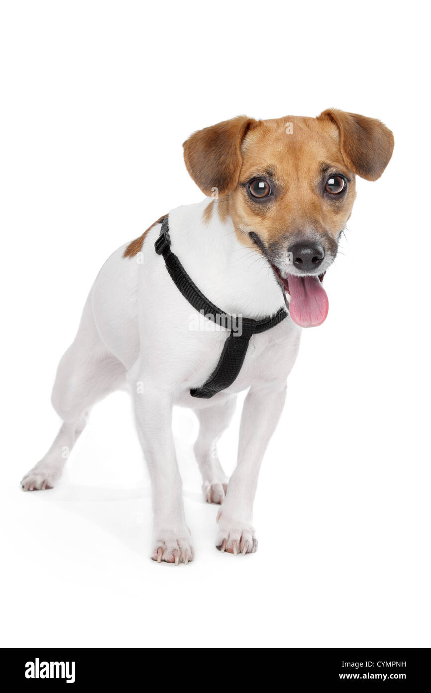 Jack Russel Terrier in front of a white background Stock Photo - Alamy