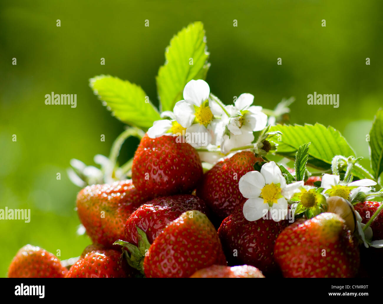 fresh strawberry in the summer time Stock Photo