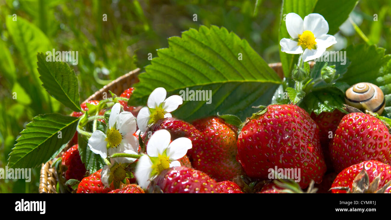 fresh strawberry in the summer garden Stock Photo