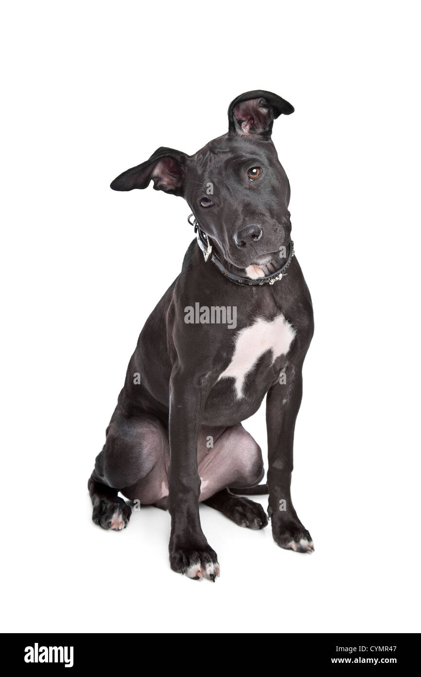 Grey Staffordshire Bull Terrier Stock Photos & Grey ...