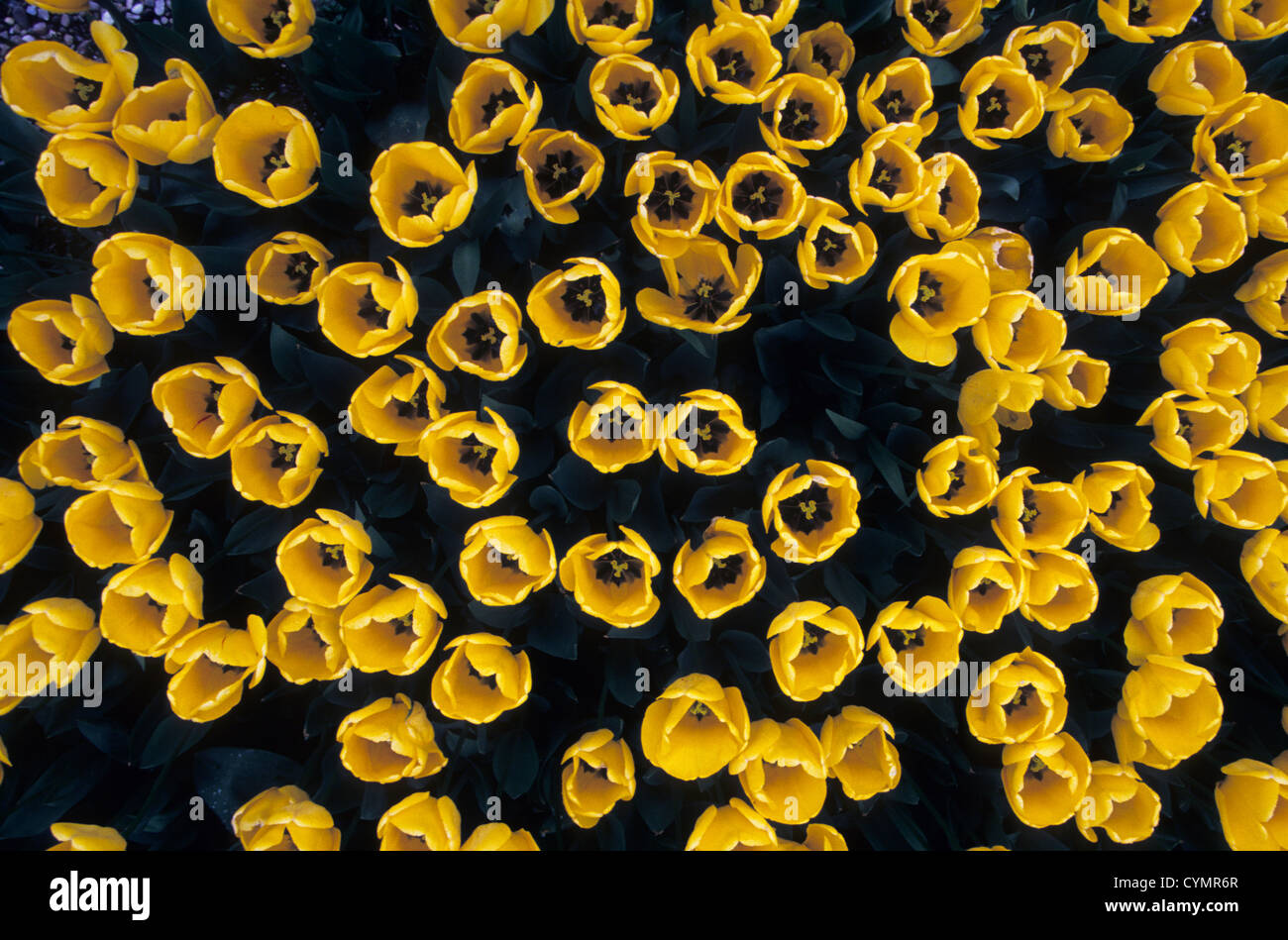 Flowers, yellow tulips Stock Photo - Alamy