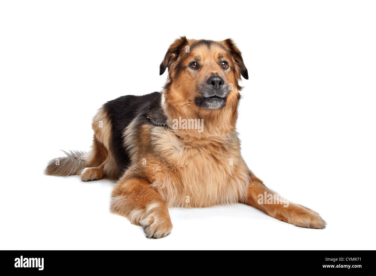 Mixed breed dog. Dutch Shepherd,Dogue de Bordeaux Stock Photo