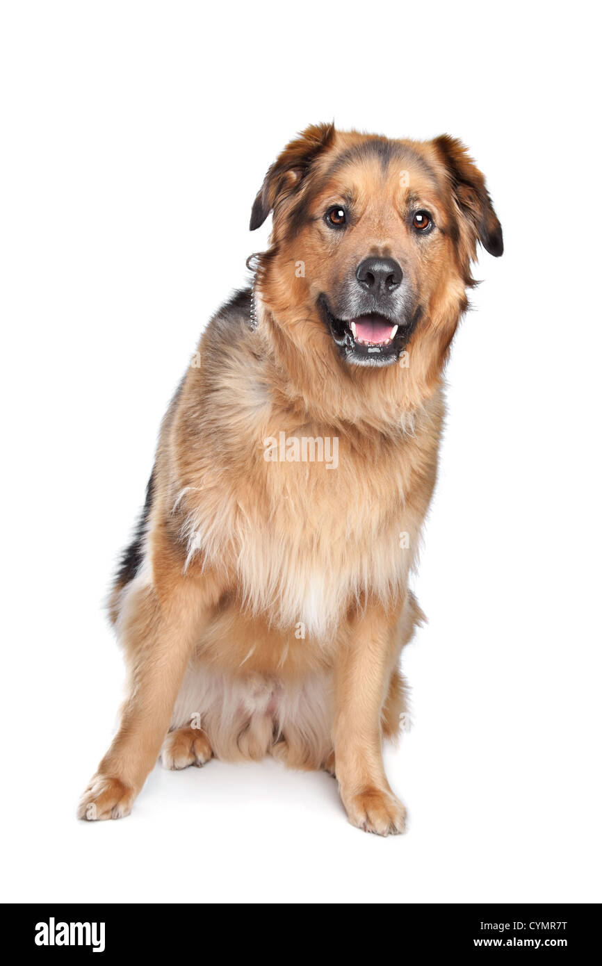Mixed breed dog. Dutch Shepherd,Dogue de Bordeaux Stock Photo - Alamy