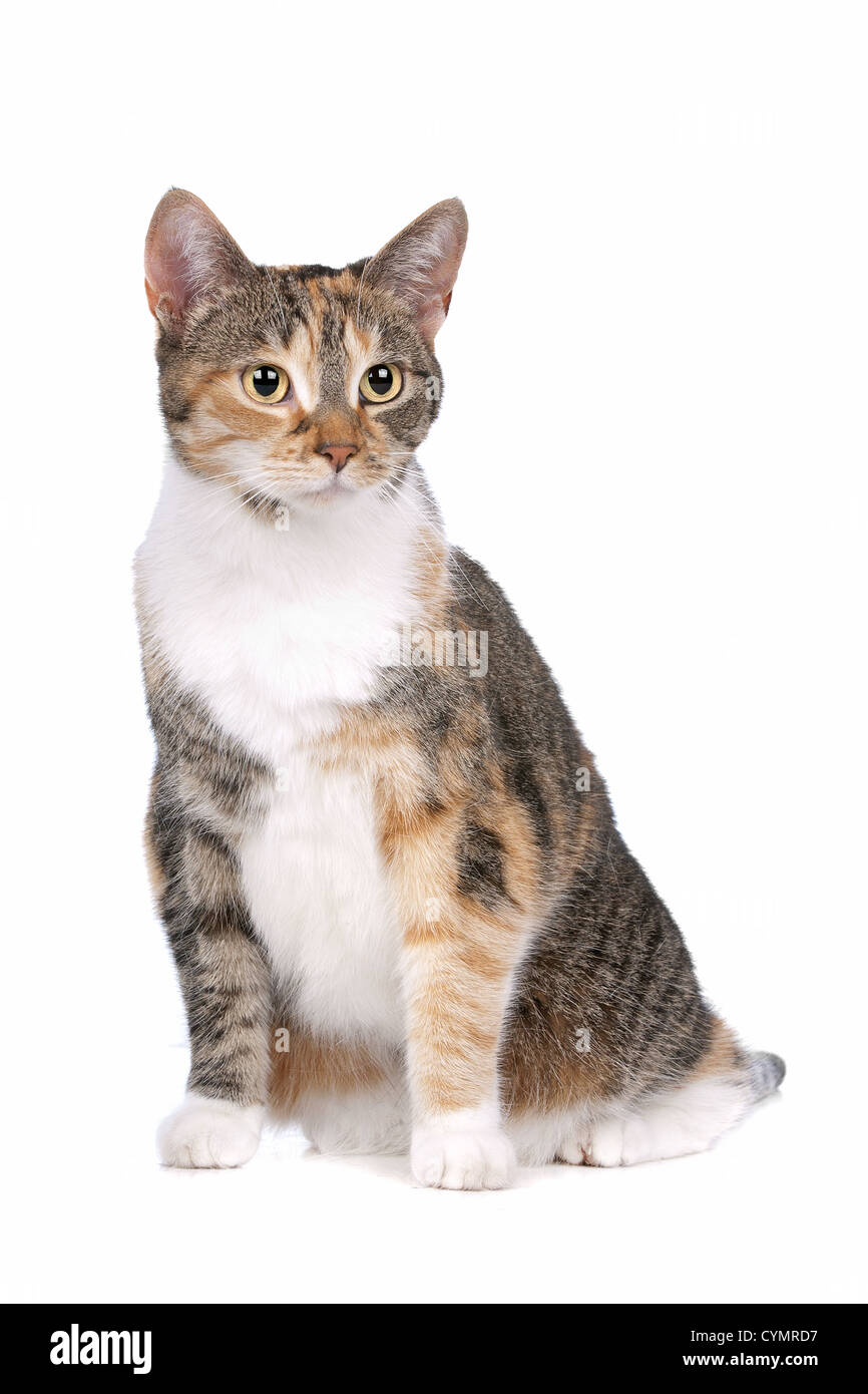 cat in front of a white background Stock Photo - Alamy