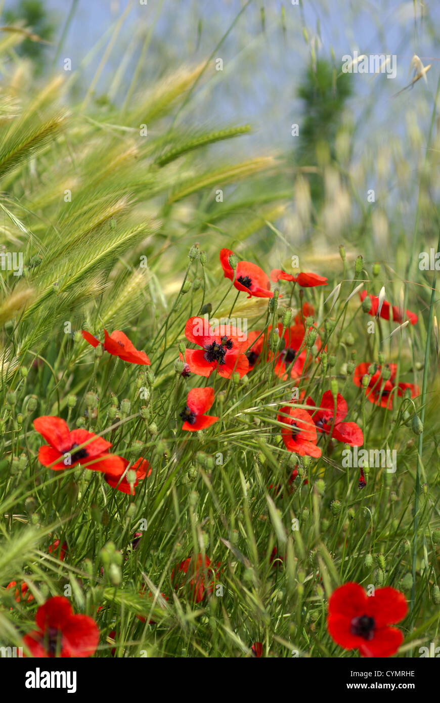 Lots of red poppies in the wheat with a blue sky Stock Photo - Alamy