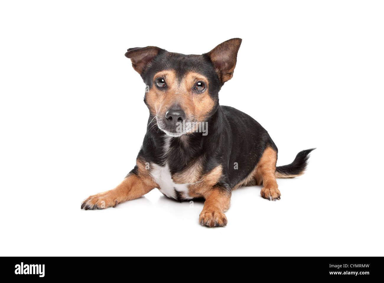Black and Tan Jack Russel Terrier in front of white background Stock Photo