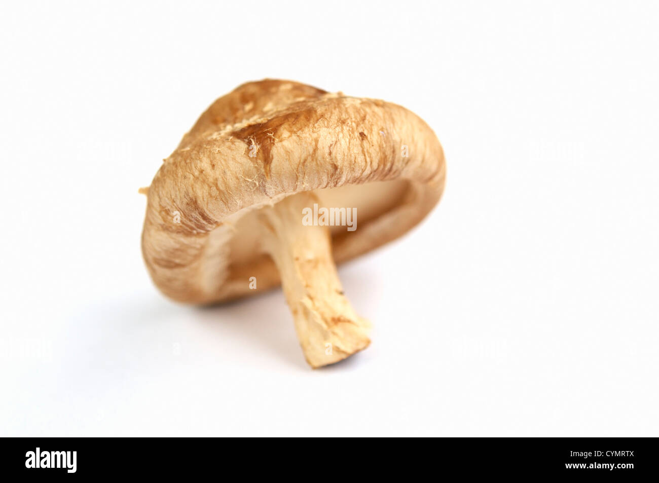 One Shiitake mushroom on white. Stock Photo