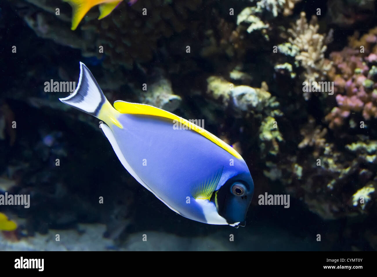 Powder Blue Surgeonfish Acanthurus leucosternon Stock Photo