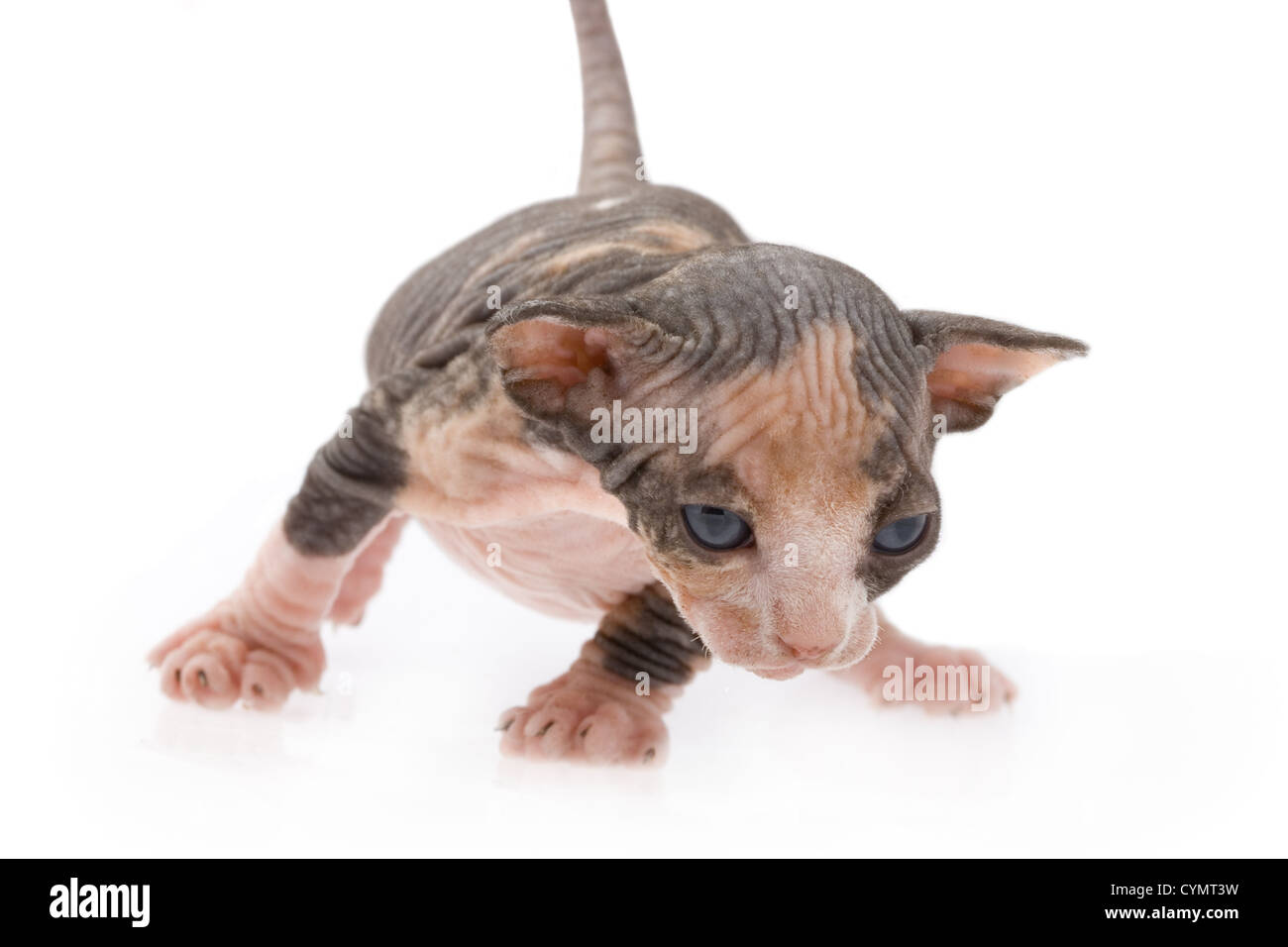 Sphinx kitten trying to walk on isolated background Stock Photo - Alamy