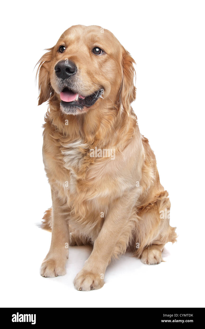 Golden Retriever sitting in front of a white background Stock Photo - Alamy