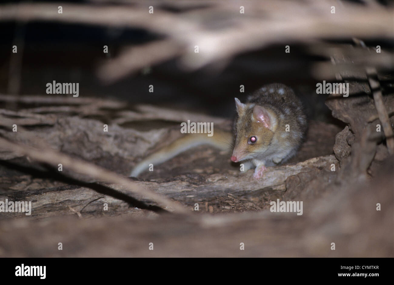 Wildlife, Australia, Quoll-spotted-eastern. Stock Photo